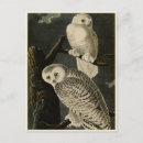 Search for john audubon postcards Illustration