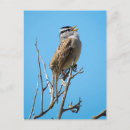 Search for white crown postcards Nature