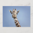 Search for giraffe looking postcards Outdoors