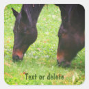 Search for graze photography Animal