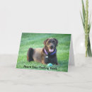 Search for labrador get well soon Retriever