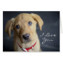 Search for fox red labrador Pets