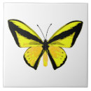 Search for butterfly wing Trendy
