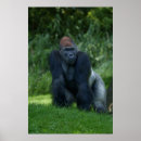 Search for silverback gorilla posters Primate