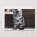Search for keys cards Cat