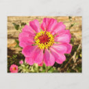 Search for yellow blossoms postcards Pink