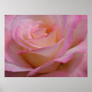 Search for beautiful roses posters Floral