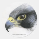 Search for falcon stickers Peregrine