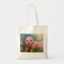 Search for curly dog accessories Labradoodle