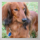 Search for long haired dachshund gifts Dogs