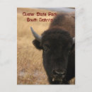 Search for custer postcards Buffalo