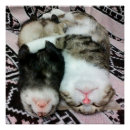 Search for cute ferret posters Animal