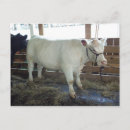 Search for bovines postcards Cow