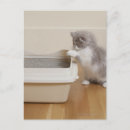 Search for boxing postcards Animal