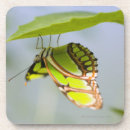 Search for malachite coasters Nature