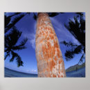 Search for tree bark art Tropical