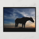 Search for horse sunset postcards Animal