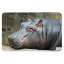 Search for hippos rectangular magnets Animals