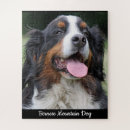 Search for bernese mountain dog puzzles Dogs