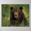 Search for ursus arctos posters National park