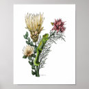 Search for protea posters Botanical