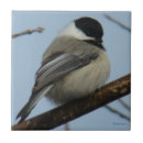 Search for capping tiles Black capped chickadee