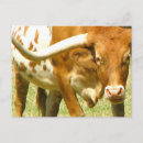 Search for longhorn postcards Texas