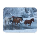 Search for horse magnets Winter