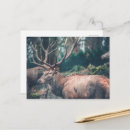 Search for buck deer postcards Antlers