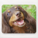Search for dachshund mousepads Domestic animals