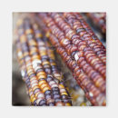 Search for indian corn Photography