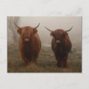 Search for highland cattle postcards Horns