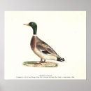 Search for wild duck posters Bird