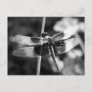 Search for black and white photography postcards Garden