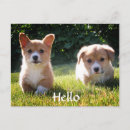 Search for welsh corgi pembroke postcards Puppy