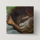 Search for primate badges Wildlife