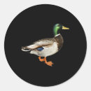 Search for drakes stickers Duck hunting