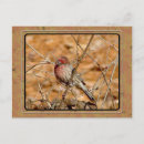 Search for finches postcards Nature