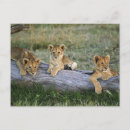 Search for masai mara postcards Lincoln peak