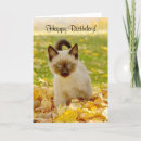 Search for siamese kitten Pets