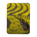 Search for grapevine magnets Vineyard
