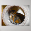 Search for green eyes art Tabby cat