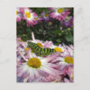 Search for the stroll postcards Flowers