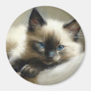 Search for companion magnets Pet