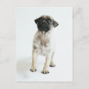 Search for pug puppies postcards Pet