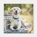 Search for park bench magnets Dog