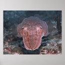 Search for cuttlefish posters Cephalopod