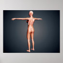Search for human representation art Physiology