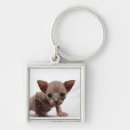 Search for sphynx cat key rings Kitten