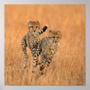 Search for jubatus posters Big cat